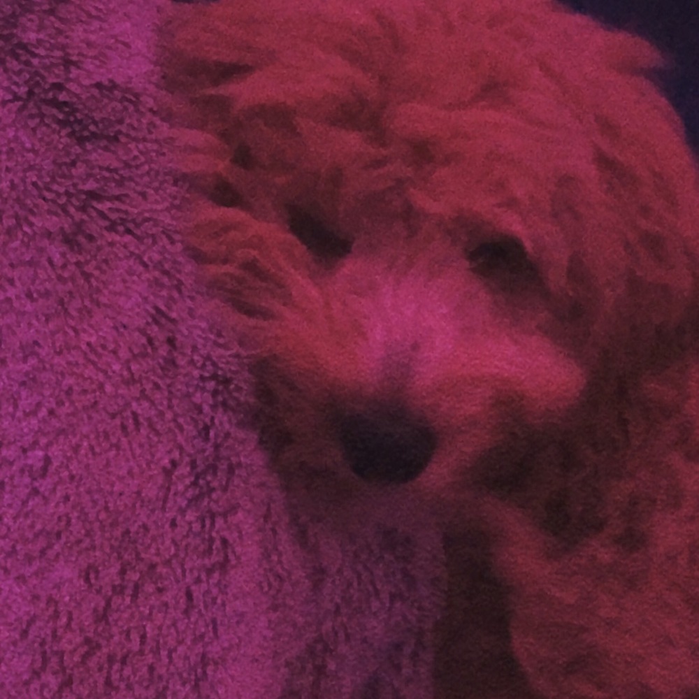 Meet your Posher, Allie